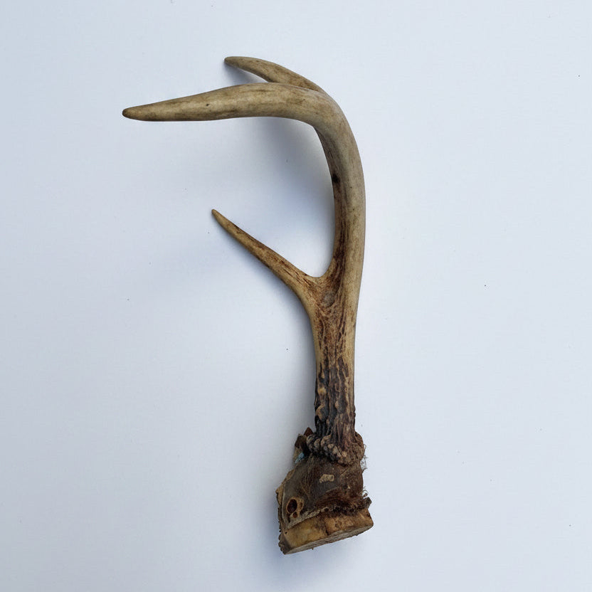 Shed Deer Antler