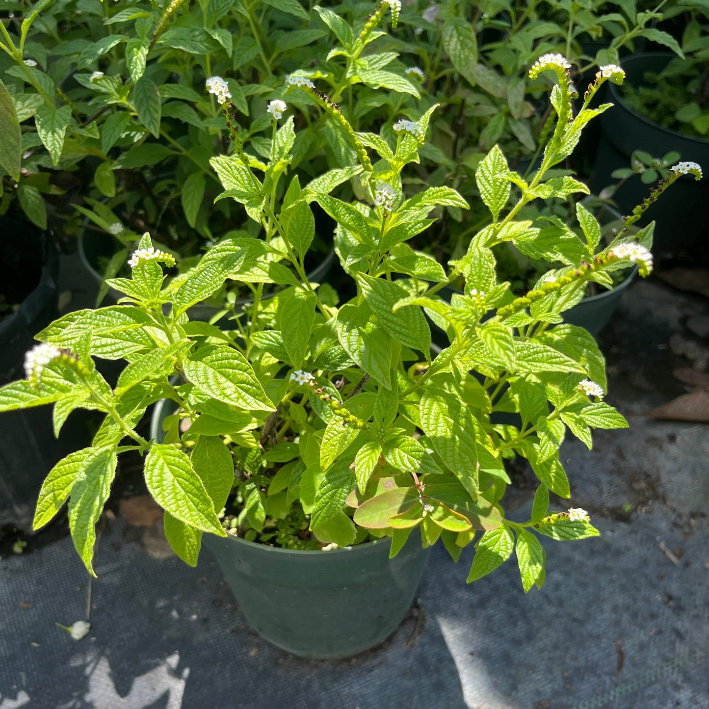 A potted Scorpion Tail plant (Alacrancillo) with green leaves and small white flowers, placed outdoors with other plants in the background.
