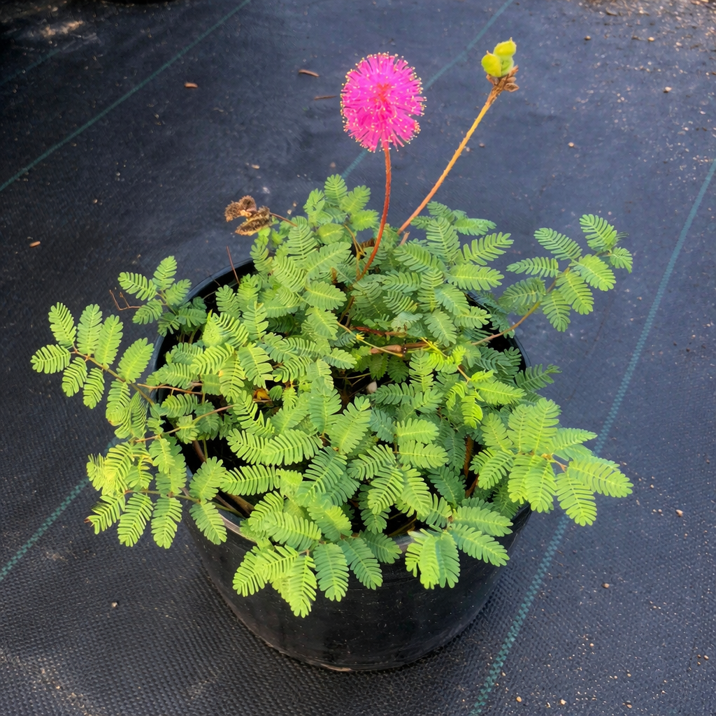 Dormidera - Sensitive Plant