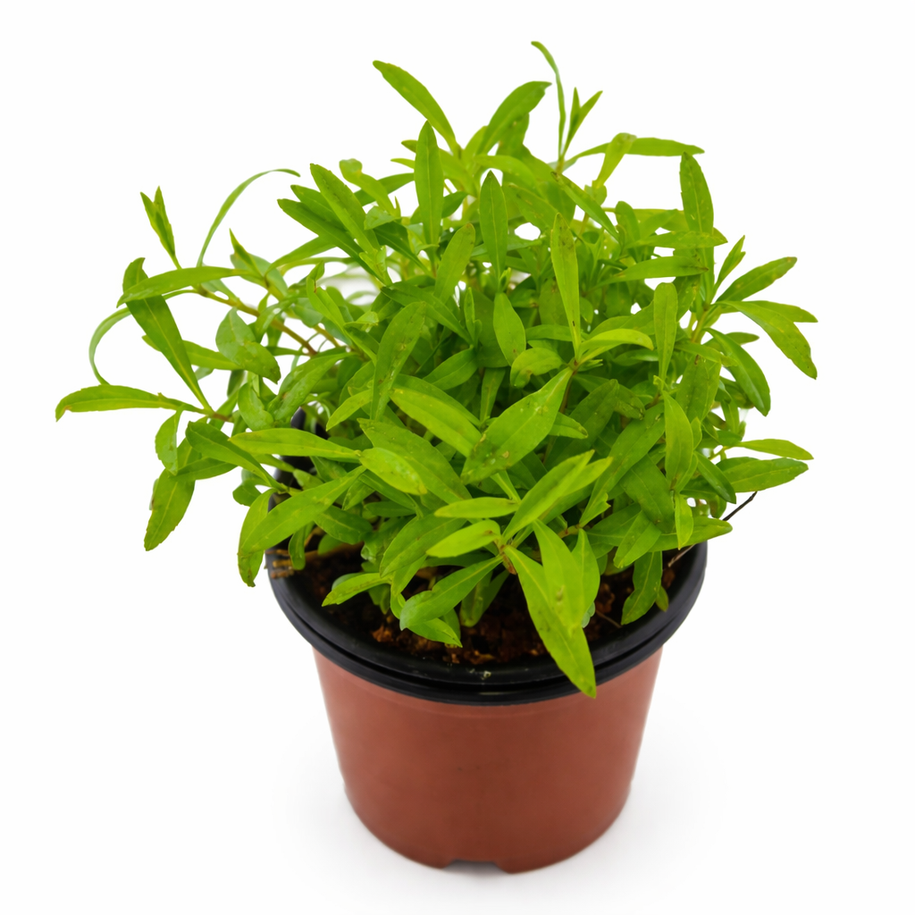 Tilo - Justicia Pectoralis Plant