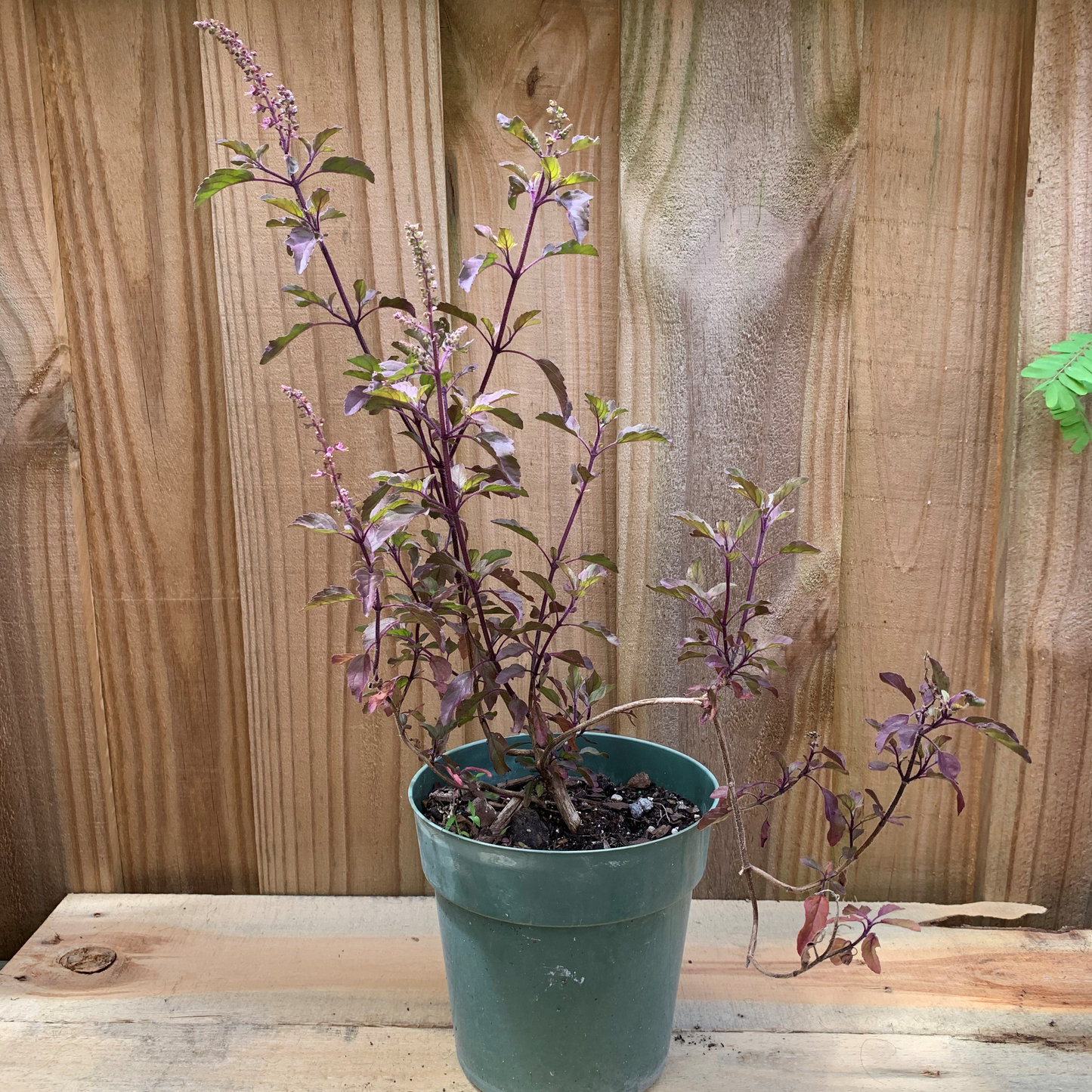 Albahaca Morada - Tulsi Plant