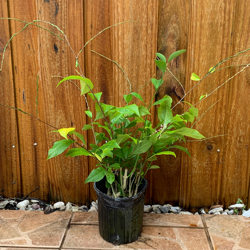 Anamu - Guinea henweed Plant