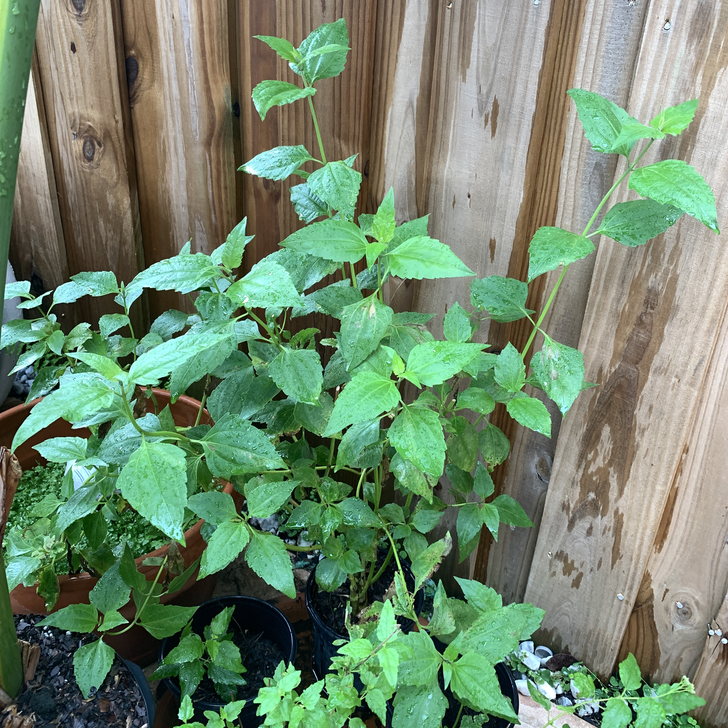 Rompe Saraguey Plant