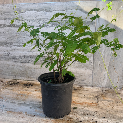 Peonia Herb Plant