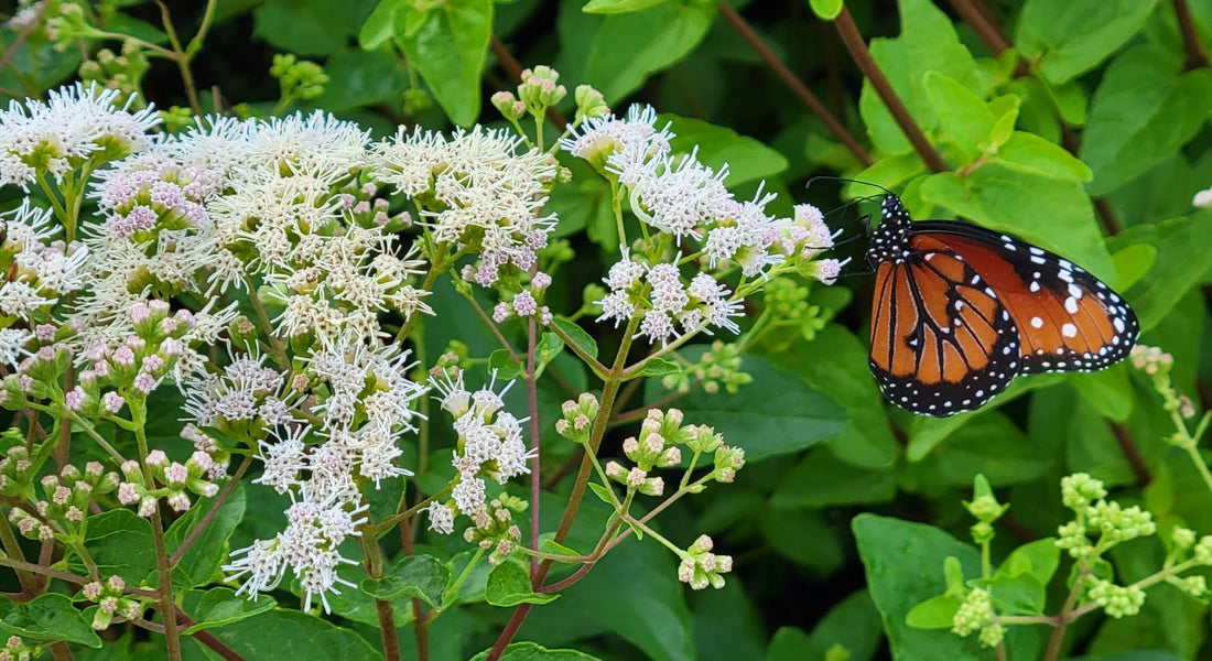 Florida Thoroughwort