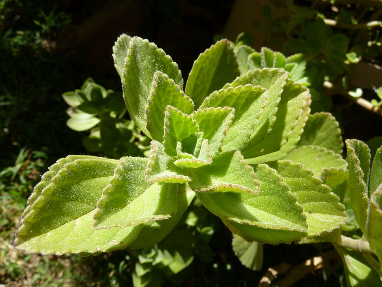 Meprobamato - Margarita Spur Plant