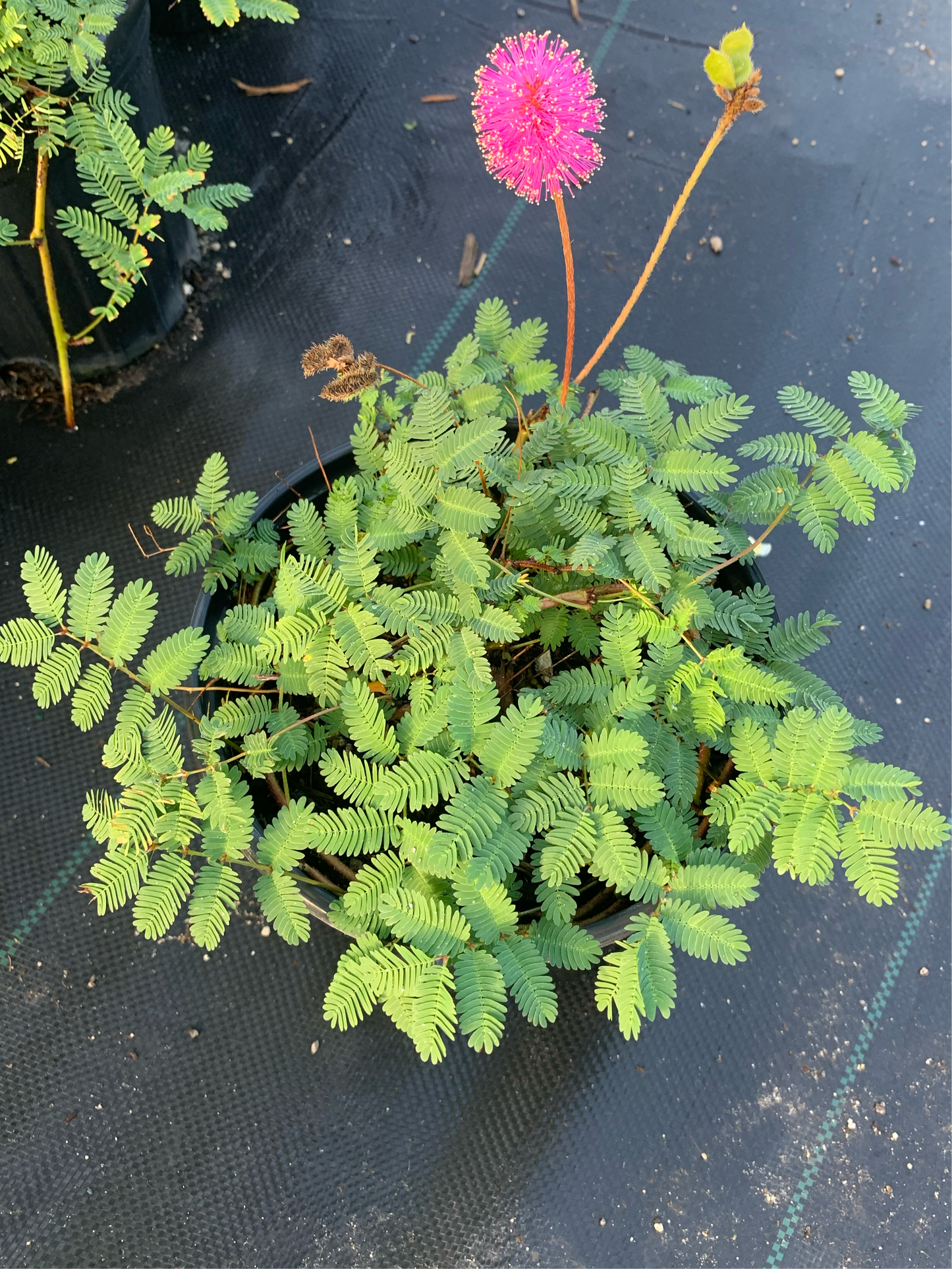 Dormidera - Sensitive Plant