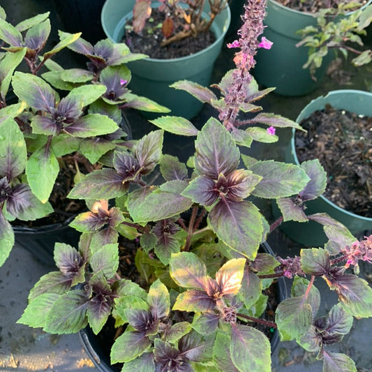 Thai Basil - Albahaca Morada
