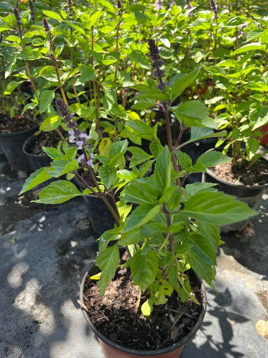 Albahaca Morada - Tulsi Plant