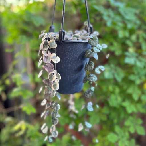 String of Hearts in Hanging Pot