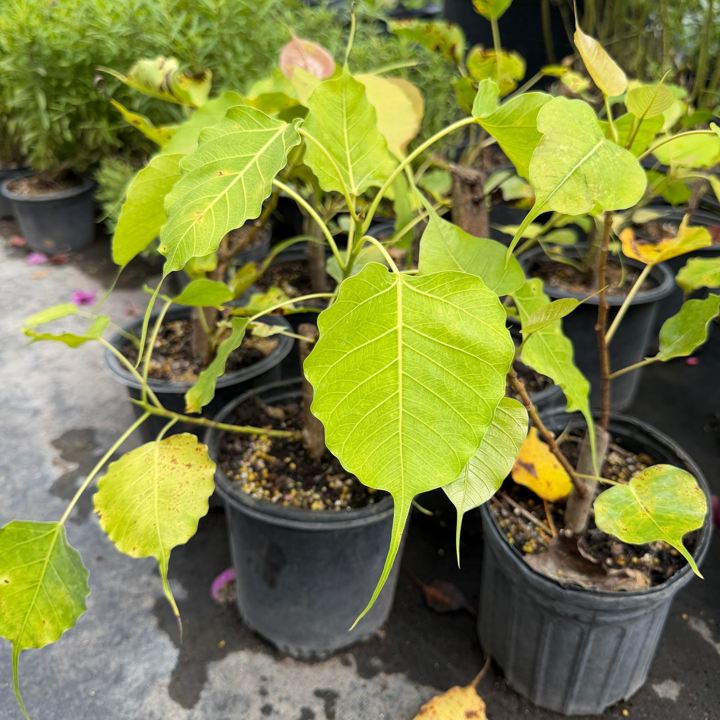 Alamo Plant