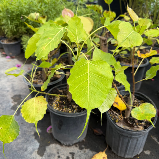 Alamo Plant