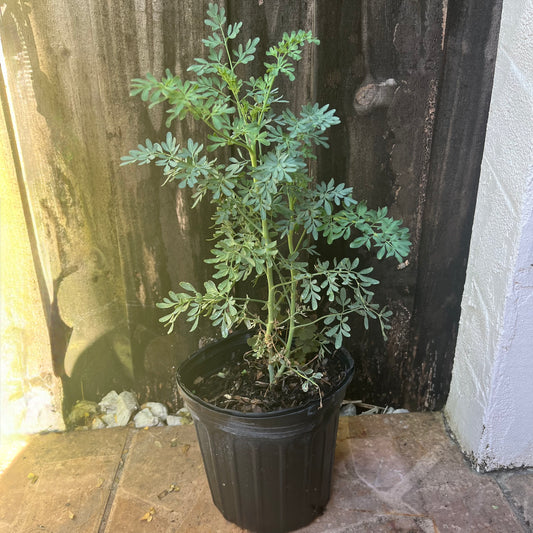 Ruda - Rue Plant
