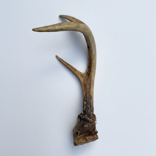 Shed Deer Antler