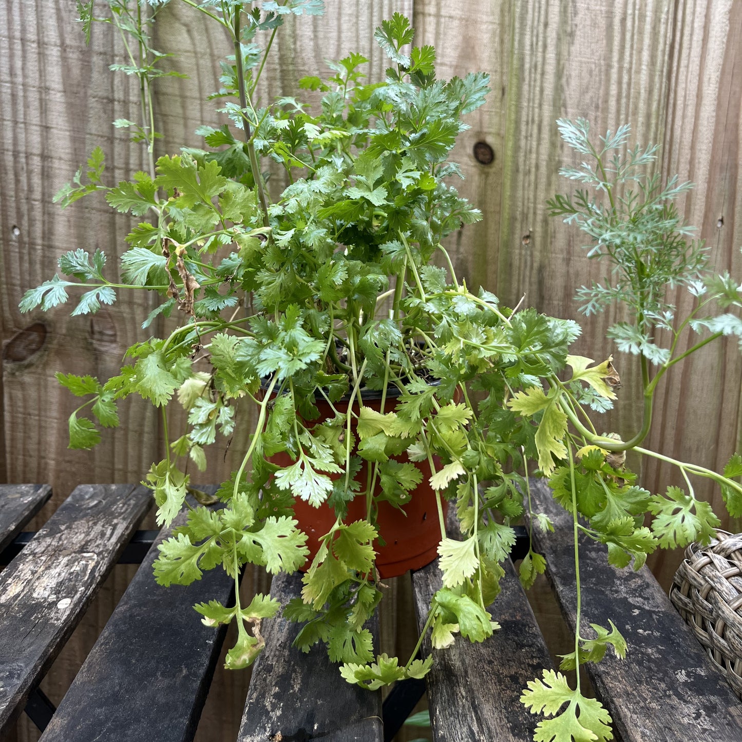 Coriander - Cilantro Plant