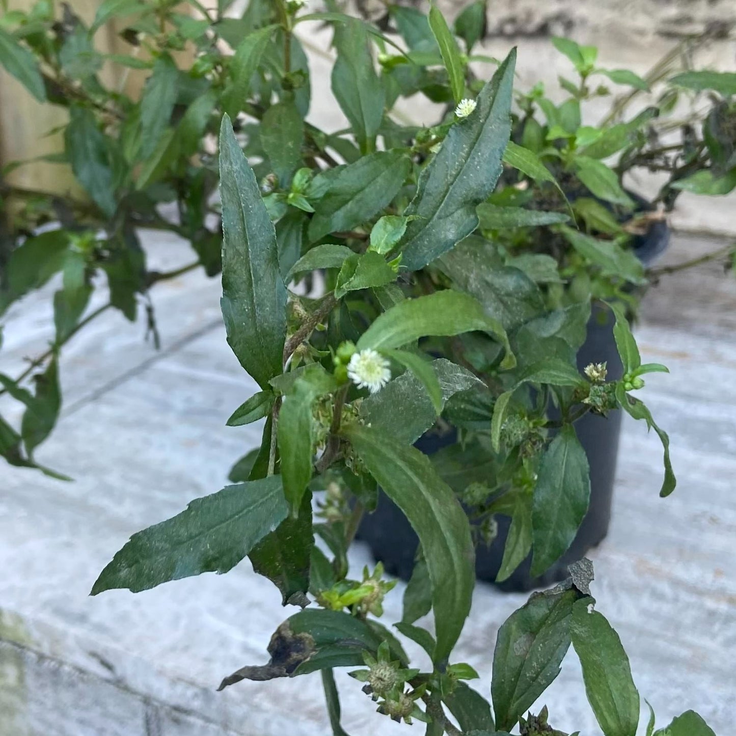 False Daisy Plant