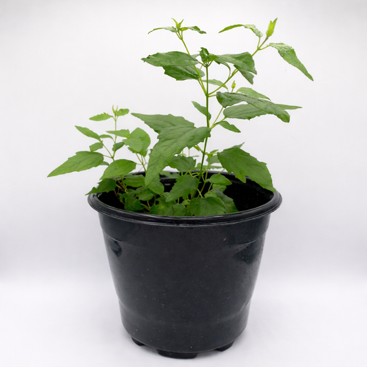 Abre Camino - Road Opener Plant