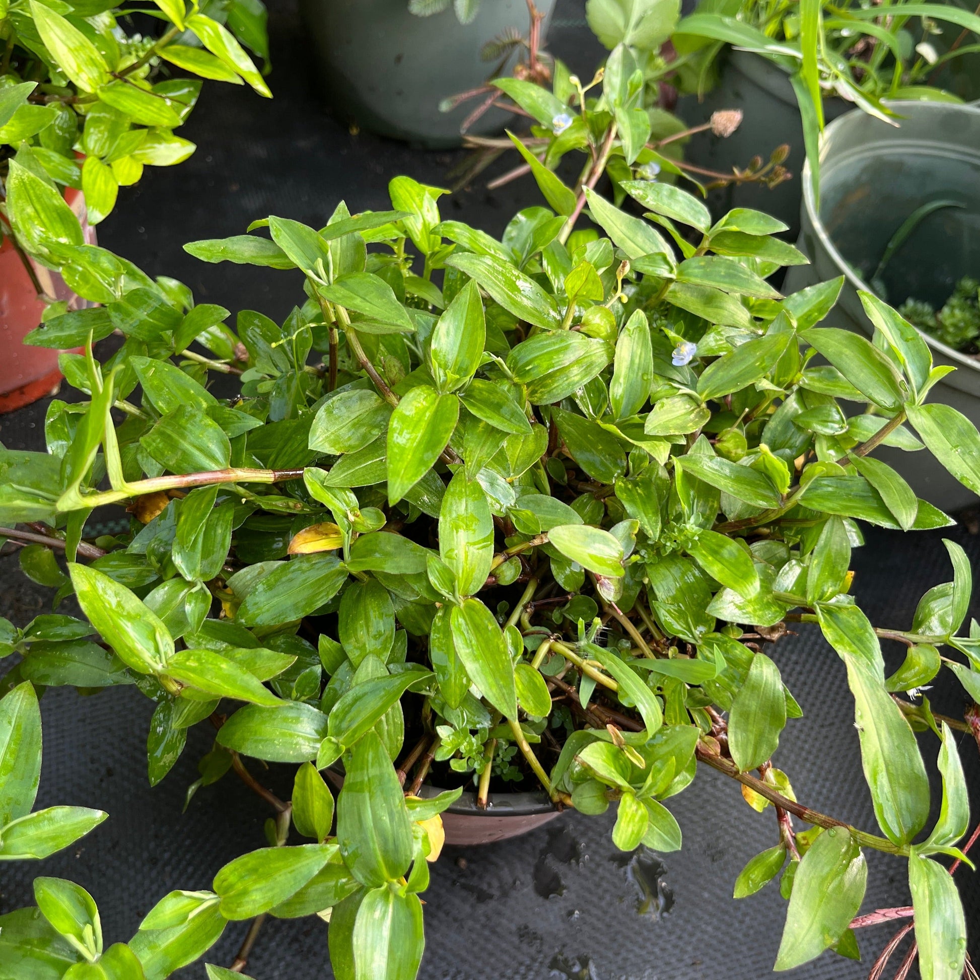 Canutillo Bolivian Coriander live plant leaves close up