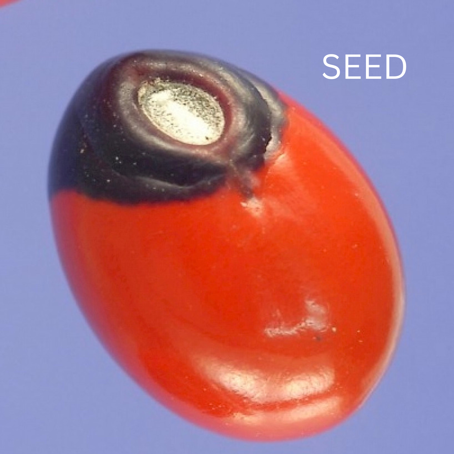 Peonia Herb Plant
