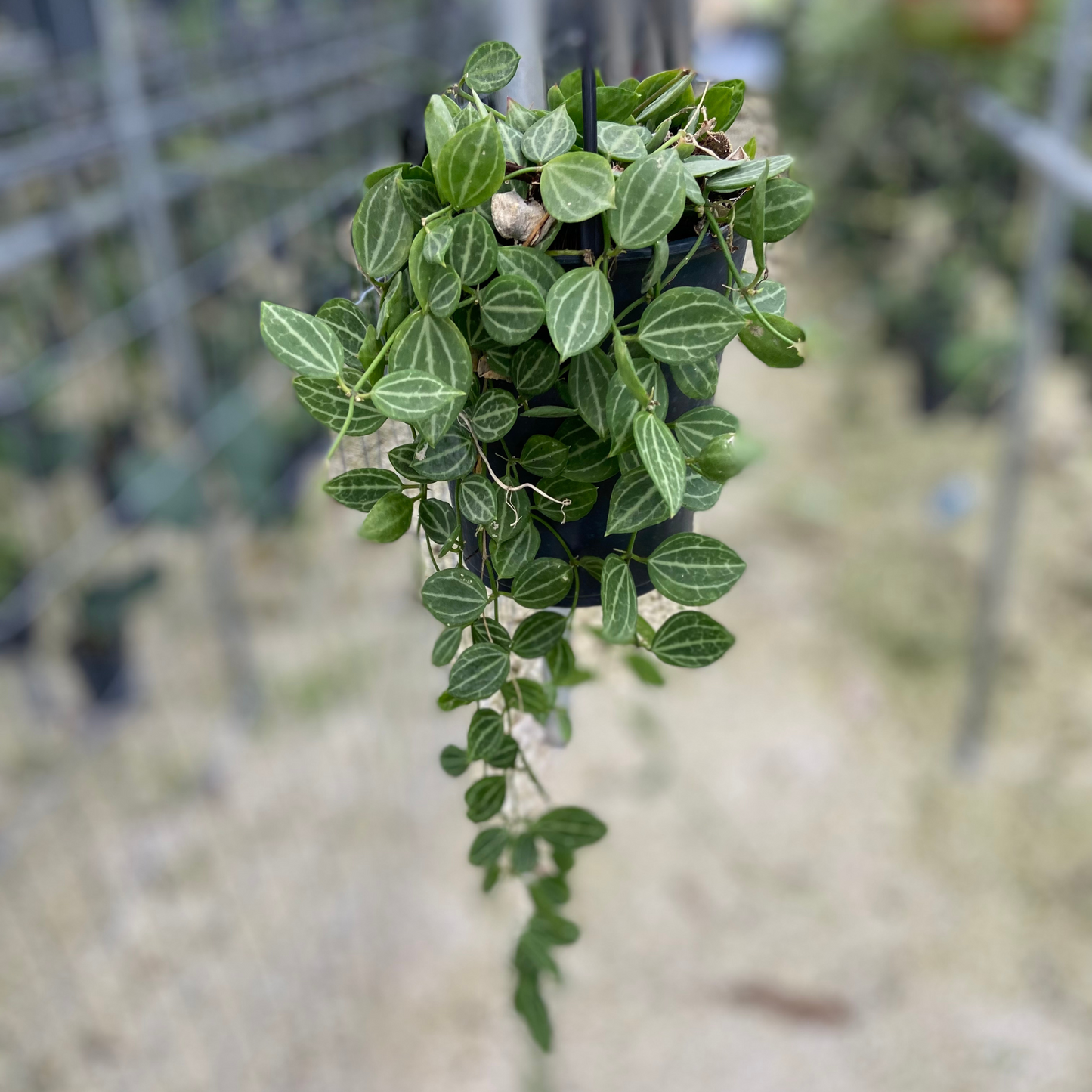 String of Nickels in Hanging Pot