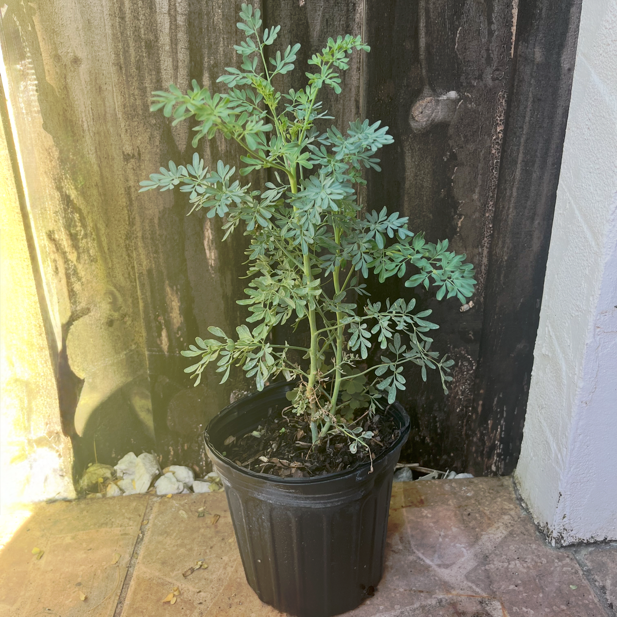 Live Ruda (Rue) plant in a nursery pot, used in Santería and Hoodoo protection rituals