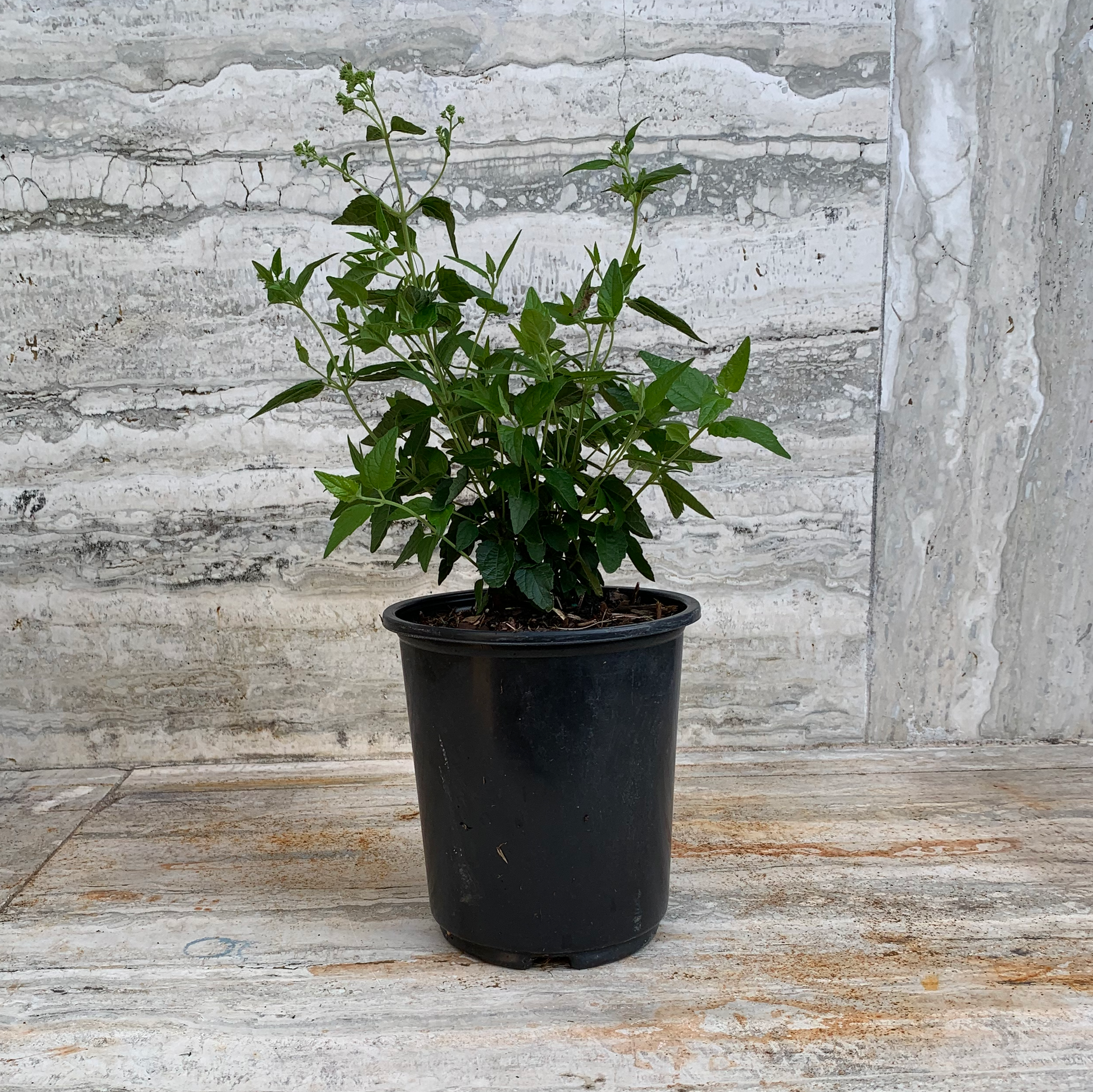 abre camino plant seeds Abre Camino