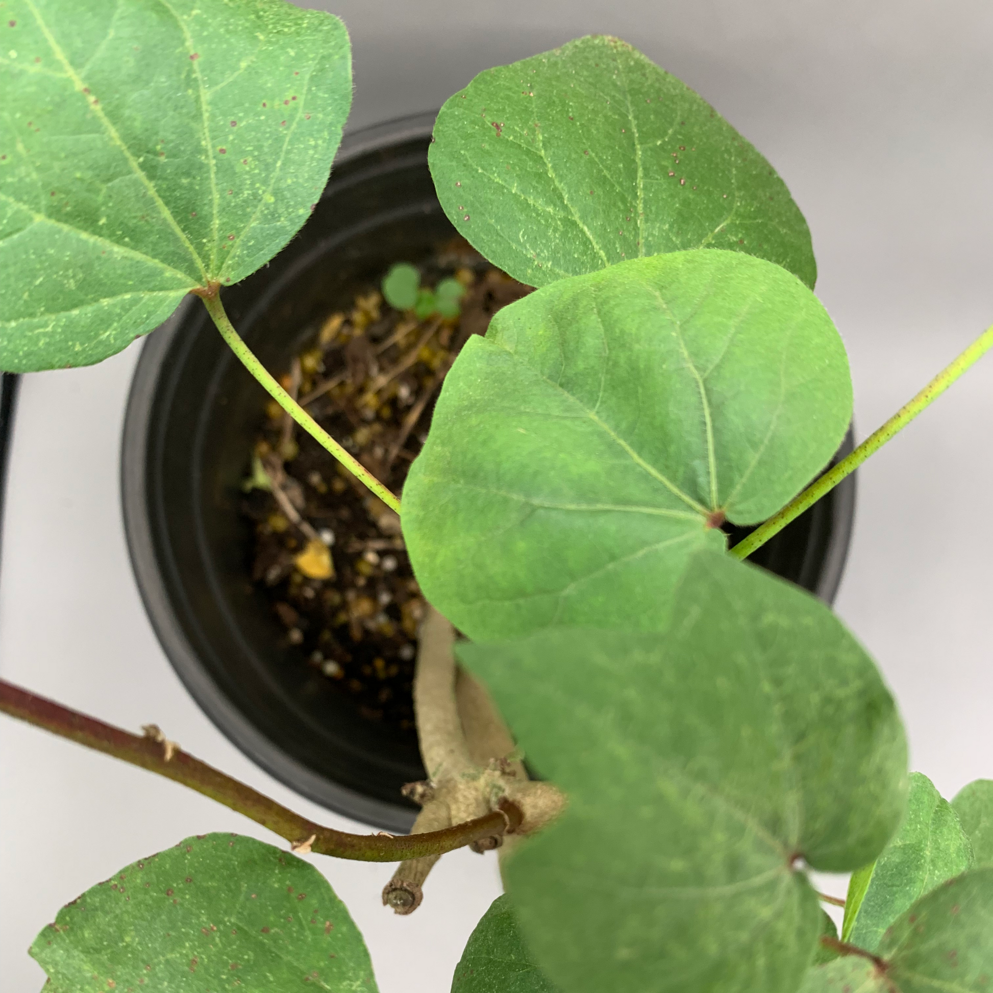 cotton plant in pot Algodon
