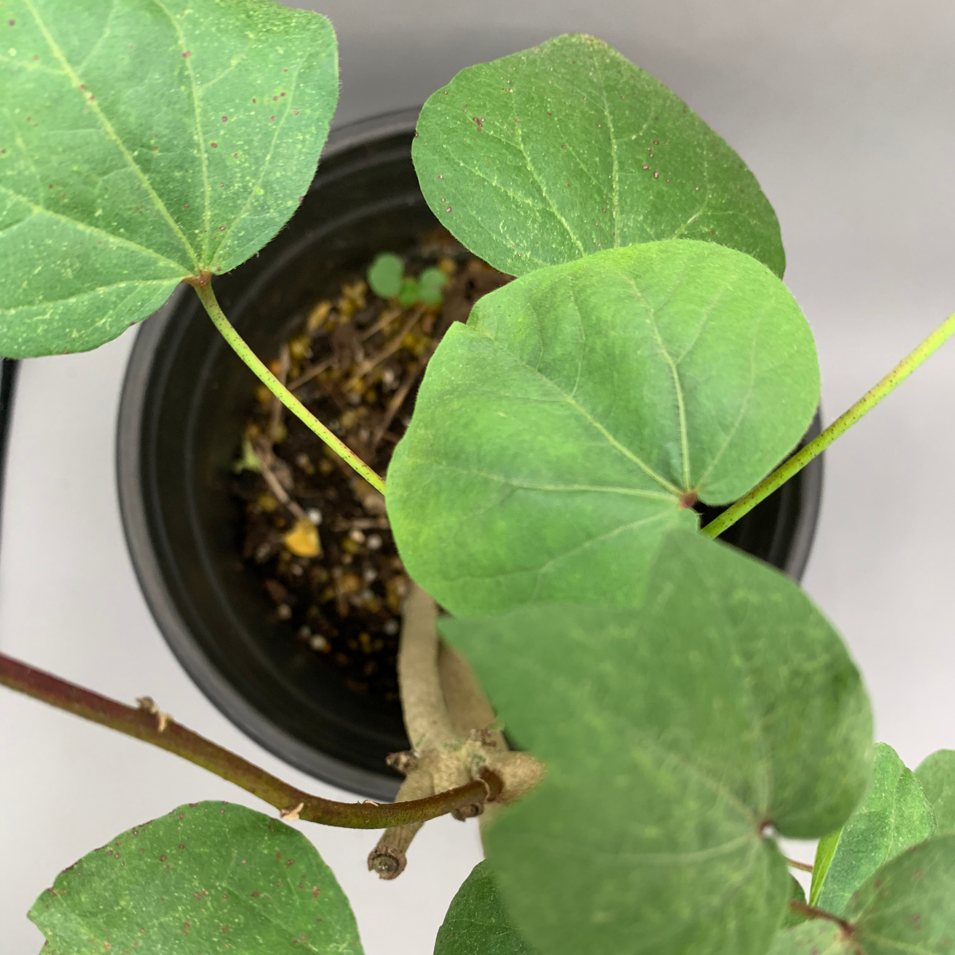 Birds-view of upland cotton in black planter