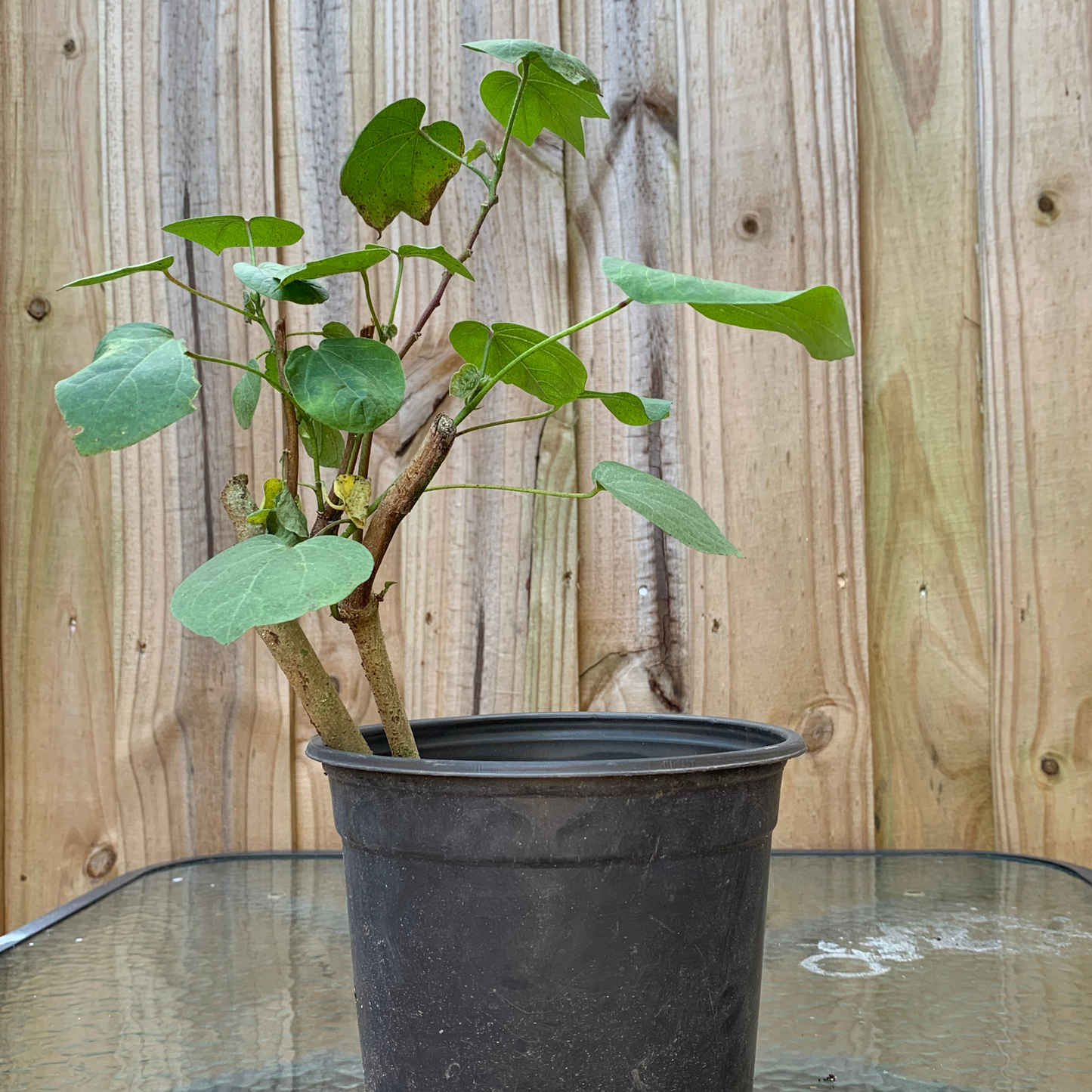 Algodon - Upland Cotton Plant