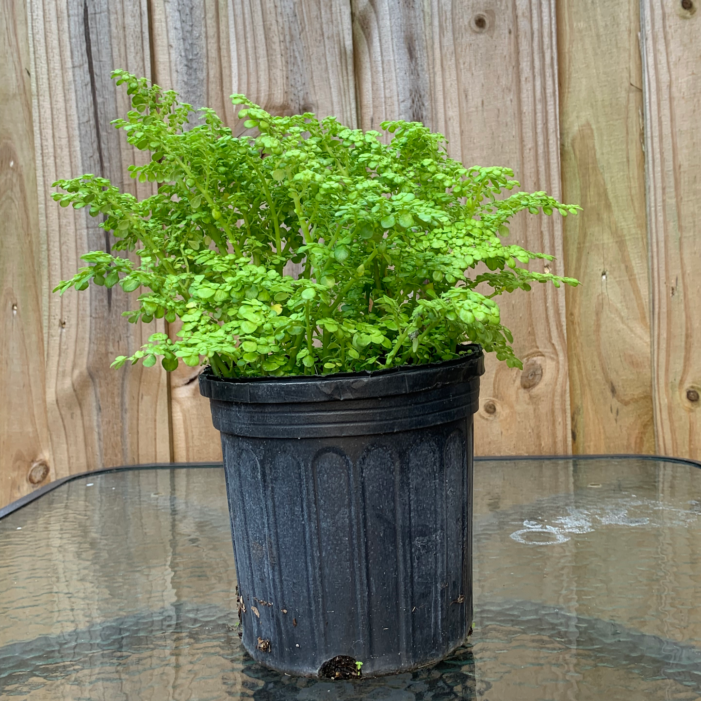 Frescura - Rockweed Plant