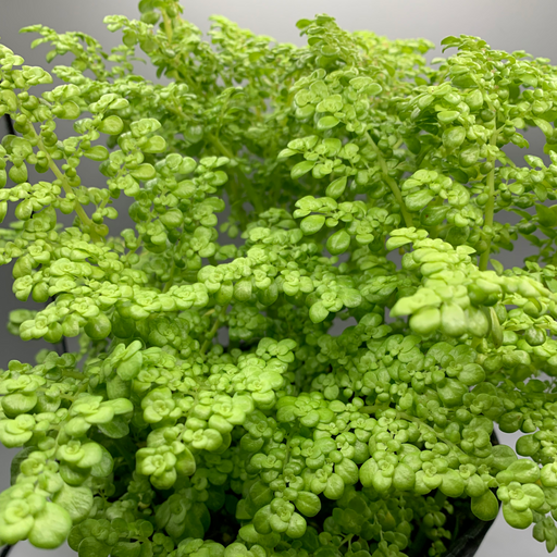 Frescura - Rockweed Plant