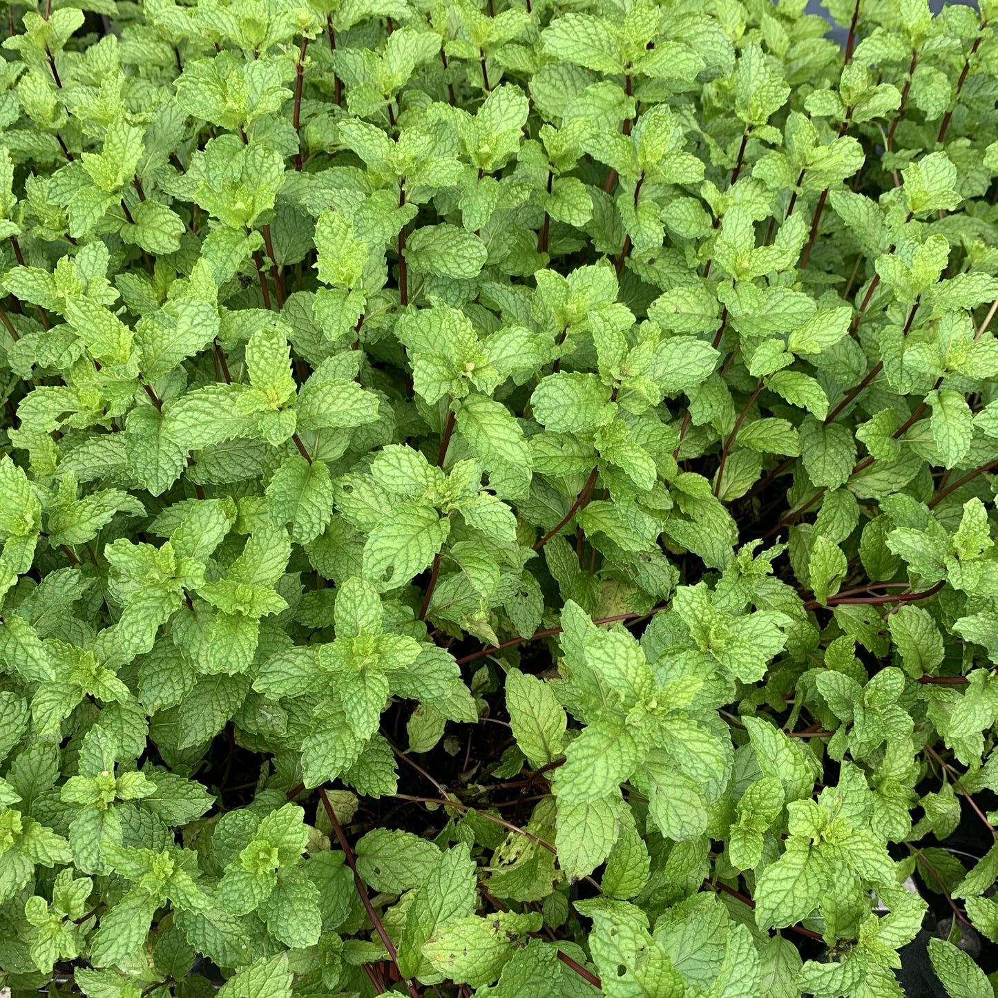 Spearmint - Menta Plant