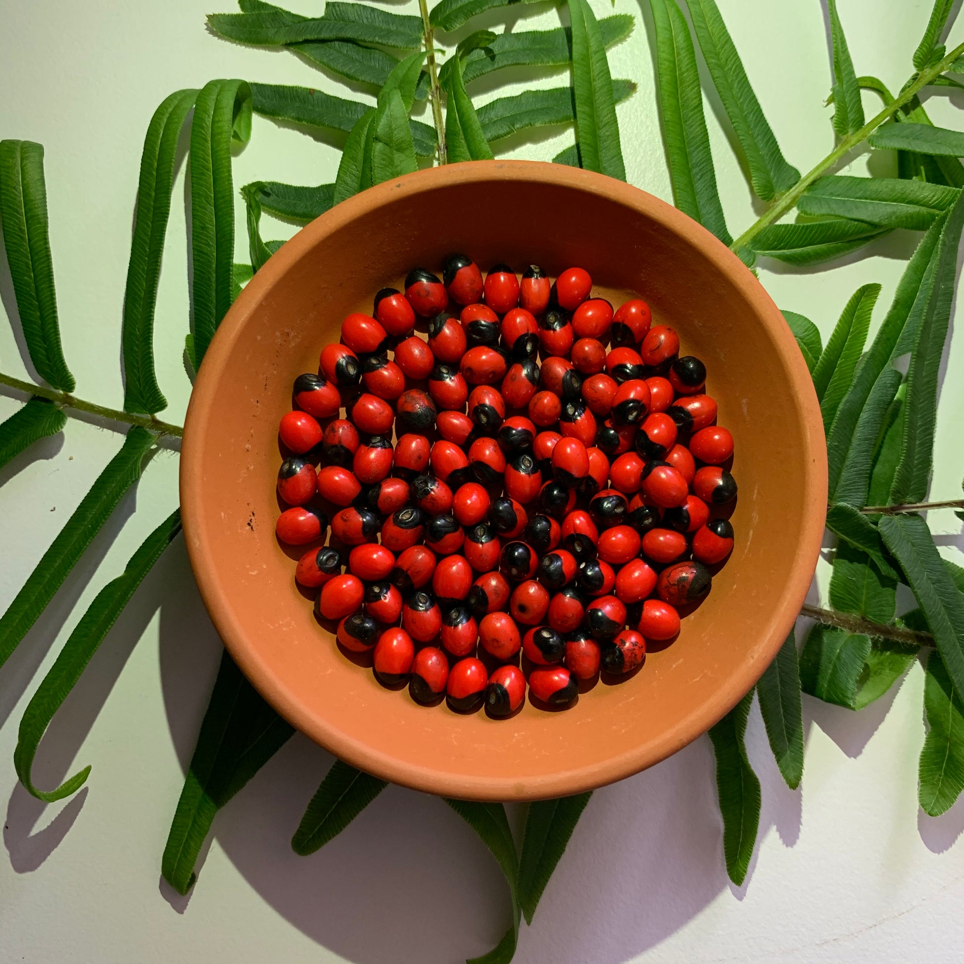 seeds abrus precatorius peonia rosarypea