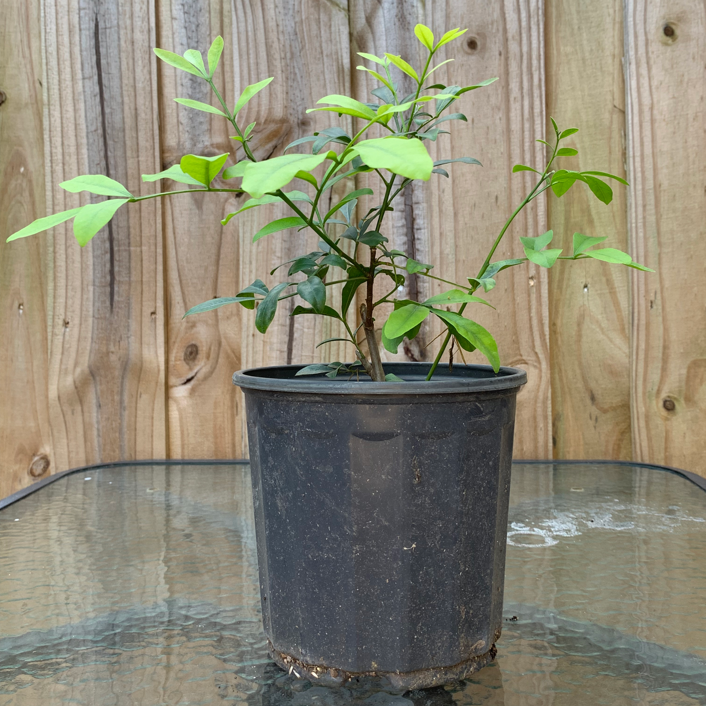 Siguaraya - Orange Blossom Plant