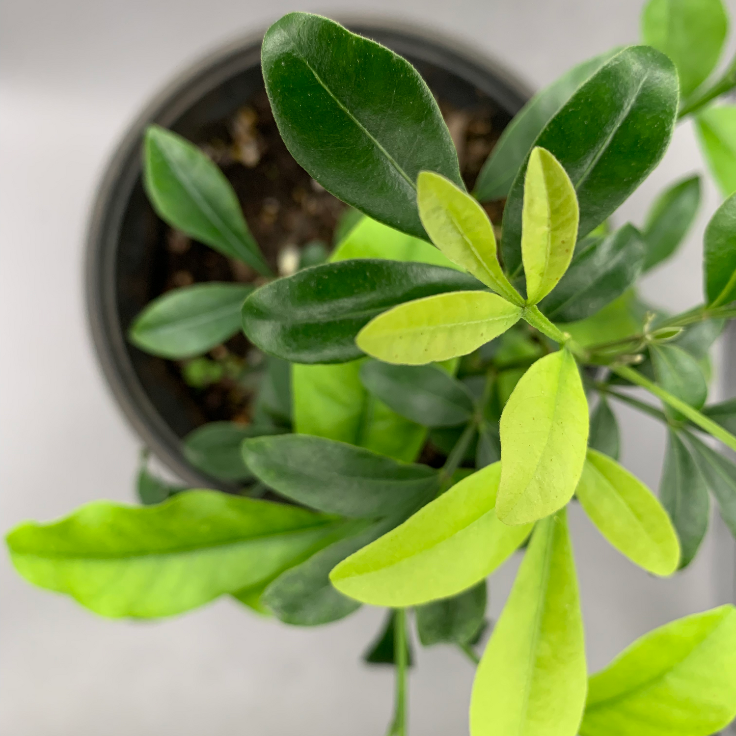 Siguaraya - Orange Blossom Plant